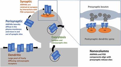 The Shaping of AMPA Receptor Surface Distribution by Neuronal Activity